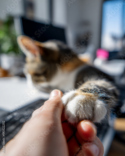 Hand holding cat paw beside keyboard during work from home