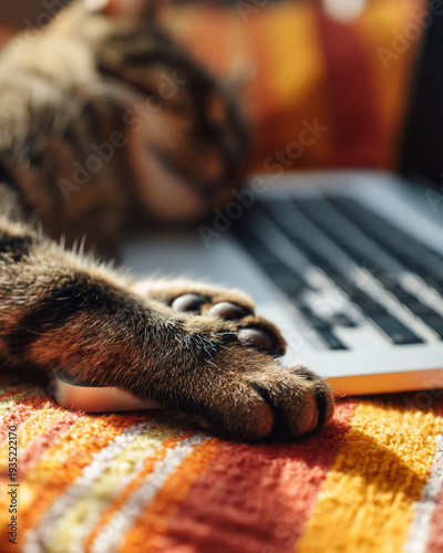 Cat paw resting on laptop keyboard on cozy blanket representing comfort