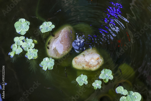 Obraz na plátně Tranquil top view of water pond with green aquatic plant, stone, and ripple reflection