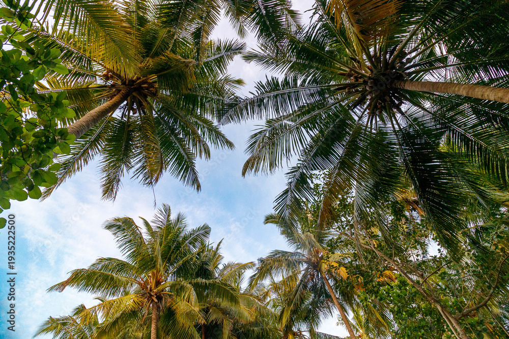 Fototapeta premium Tropical palms stretch toward a bright blue sky