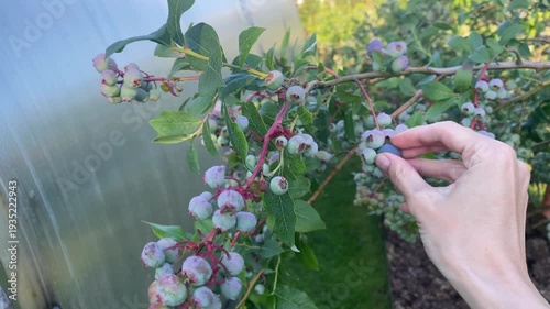 Close-up photo of hand picking ripe blueberry from branch with green and ripening berries in garden. Homegrown organic blueberry harvest and seasonal gardening for healthy eating and living.