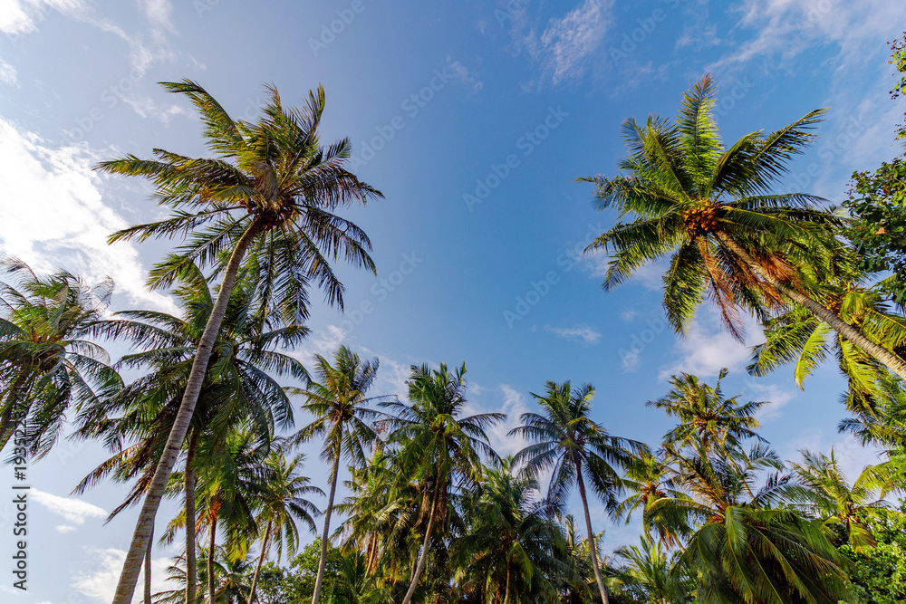 Obraz premium Tall palm trees stretch toward a clear blue sky