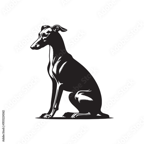 Elegant Italian Greyhound Silhouette – Sleek and Graceful Toy Sighthound Illustration.