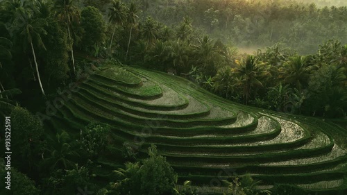 Beautiful Rice Terrace in Tropical Nature of Bali. Paddy Field Sustainable Farming aerial view 