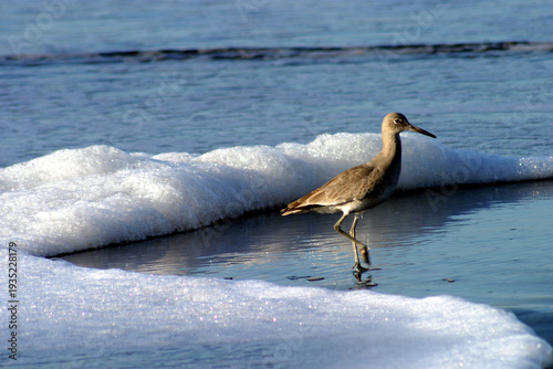 noisy cantankerous surrounded by waves