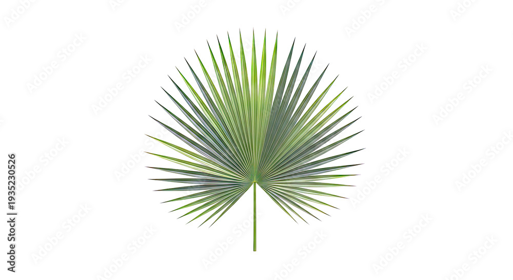 Obraz premium Green Palm Leaf on White Background