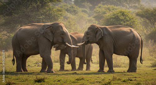 Asian Elephant Gathering in Open Field at Dusk Natural Wildlife Scene