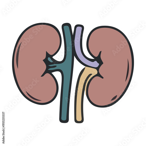 Kidney Anatomy Illustration