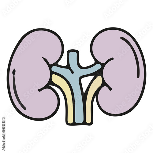 Kidney Anatomy Illustration