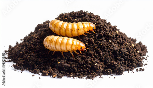 Two yellowish insect larvae on rich dark soil pile isolated on clean white background close up macro composting grubs for agriculture pest life cycle organic garden concept cutout asset