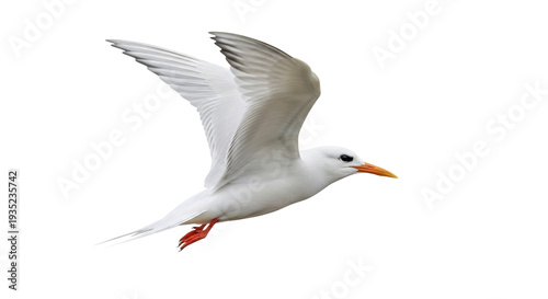 Isolated Royal Tern in Flight on Clear Day, a Beautiful Bird Spreading Its Wings Gracefully