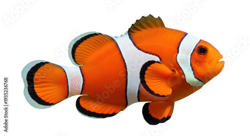 Isolated clownfish on display aquatic elegance vibrant coloration orange marine animal