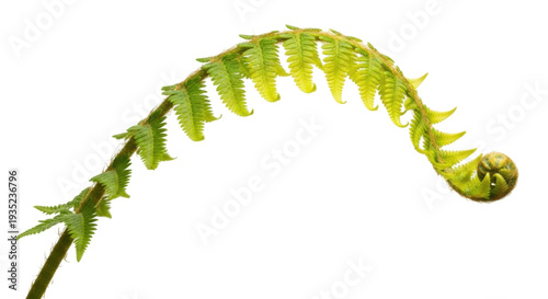 Isolated unfurling fiddlehead fern with fronds a spring botanical wonder still fresh