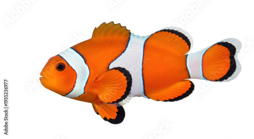 Isolated Clownfish with vibrant orange and white stripes for aquarium and ocean concepts