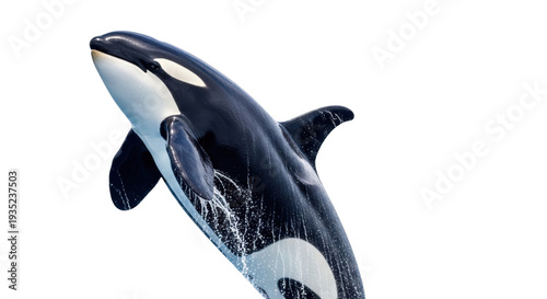 Isolated orca soaring majestically out of the water against a plain backdrop of the ocean