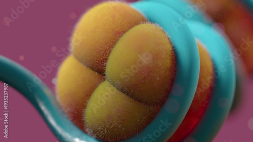 Nucleosomes wrapped in DNA, animation