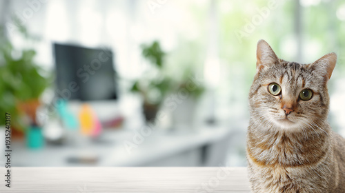 Tabby cat sitting on table with blurred office background and copy space