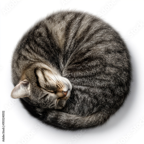 Sleeping tabby cat curled up isolated on white background with copy space