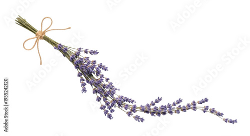 Canvas-taulu Isolated sprig of fresh, dried lavender flowers tied with twine on a light surfa