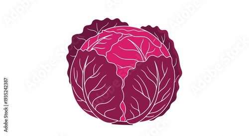 A vibrant illustration of a red cabbage against a white background