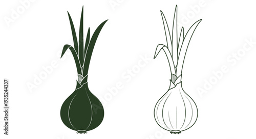 Two depictions of an onion colored and black and white line art