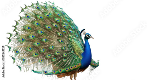 Isolated peacock with iridescent blue feathers, colorful tail open, decorative wildlife bird