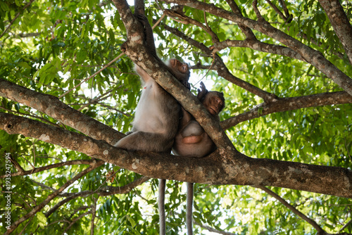 Adult and young macaque monkeys resting on a large tree branch in a tropical forest