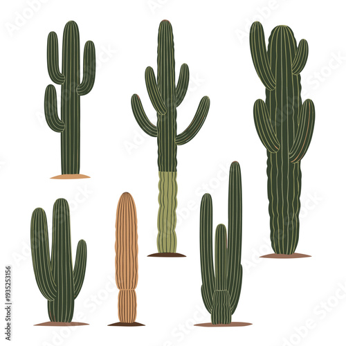 Various types of desert cacti including tall saguaro and organ pipe varieties stand against a plain background in a botanical illustration.