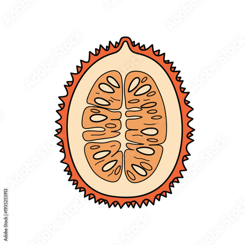Detailed cross-section illustration of a gac fruit showing its unique spiky orange exterior and dark red interior seeds.