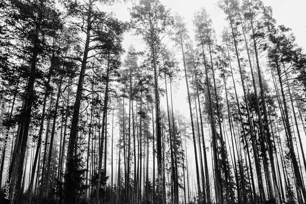 Obraz premium Upward view of tall pine trees rising into a bright misty sky, forming dramatic silhouettes in a dense forest. The high contrast black and white scene creates an atmospheric woodland landscape