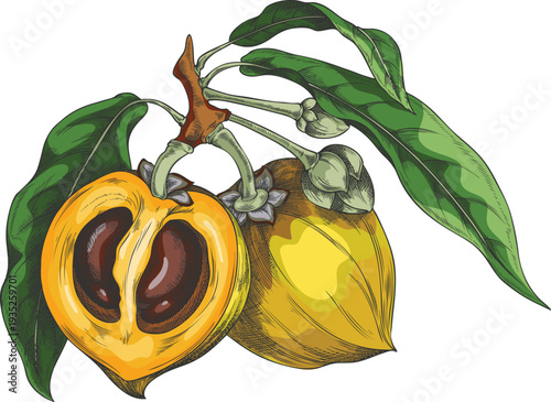 Hand-drawn watercolor sketch of a lucuma branch, with a whole fruit, a half fruit, and leaves.