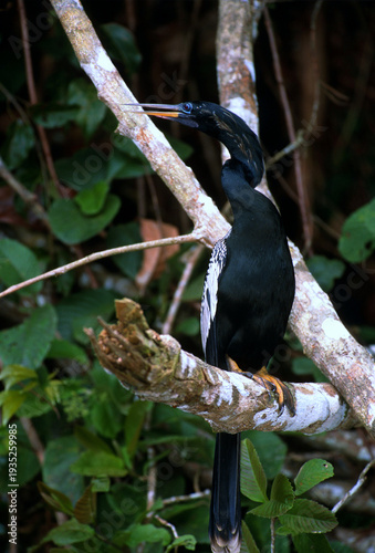 Anhinga, Anhinga anhinga