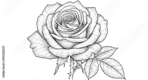 Beautiful Detailed Rose Flower with Delicate Petals and Leaves on an Isolated White Background
