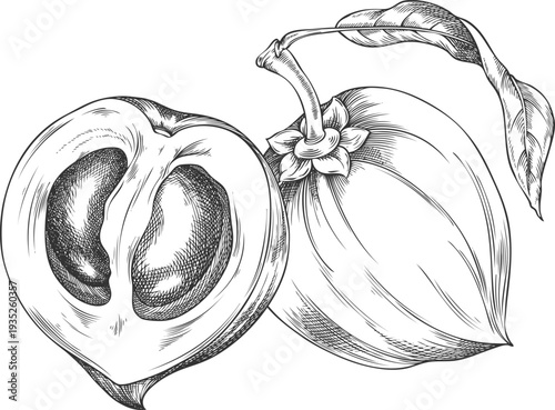 Lucuma fruits and leaf sketch, vector engraved hand drawn ripe berries, eggfruits whole and cut, farm harvest superfood