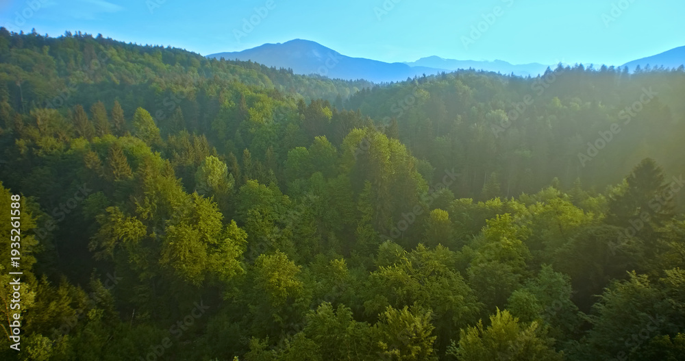 Obraz premium Aerial drone shot of a lush, green forest with dense tree coverage, showcasing tranquility and natural beauty. Ideal for nature enthusiasts and landscape photography.
