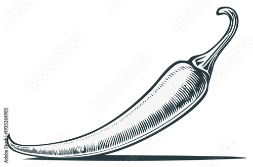Detailed line art illustration of chili peppers food ingredient in healthy vegetarian cuisine, a spicy cooking vegetable engraving
