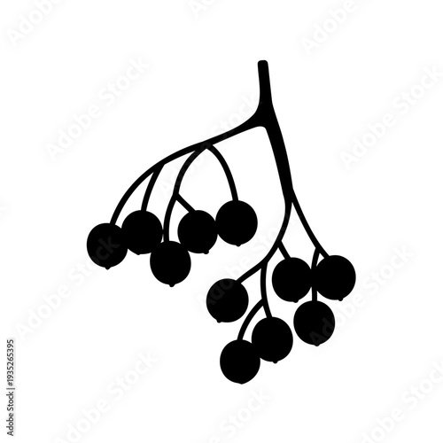 Elegant Silhouette of a Berry Branch with Round Fruits on a White Background