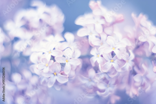 Close-up of lilac flowers on blue background, spring art background, selective soft focus