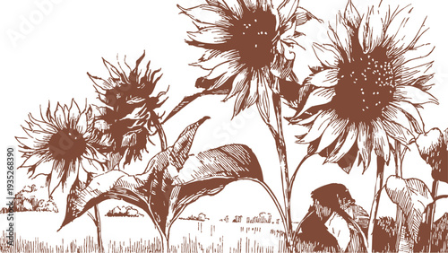 Sunflowers standing tall in countryside agricultural landscape scene. Banner for farming, nature visuals. Classic pencil hand drawn line sketch illustration style with rural floral plants.
