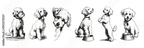 Vector dog set. Cute puppy in playful poses with bowl and bone. Illustrations for pet care materials and branding, hand drawn style pencil drawing.