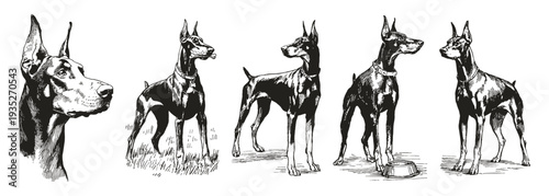 Doberman Pinscher dog portrait full body poses. Standing canine shown from different angles. Illustrations for breed guides and pet materials, hand drawn style sketch.