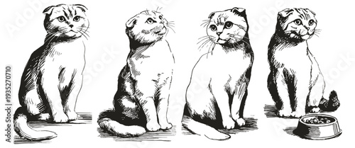 Scottish fold cat set cute rounded poses. Illustrations for pet care packaging and editorial layouts. Ink crayon drawn style sketch drawing with soft monochrome shading.