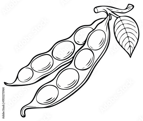 Open pea pods showing round peas and a leaf on a stem outline drawing