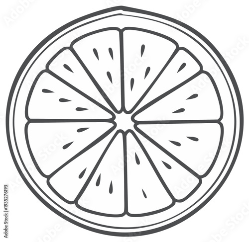 Fresh citrus fruit slice illustration.  Hand drawn orange or lemon fruit cut in half.