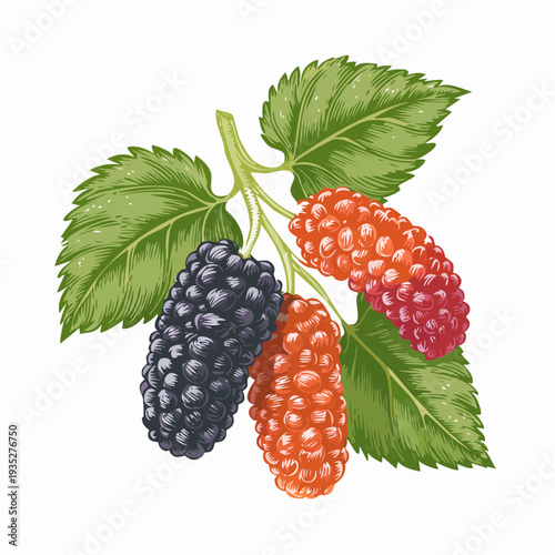 Illustration of ripe and unripe blackberries on a branch with green leaves from a close-up view