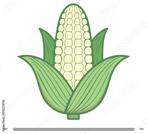Ears of corn with husks, fresh maize vegetable, ripe agricultural crops, organic veggies.