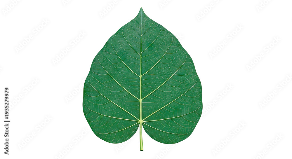 Fototapeta premium Green Leaf with Intricate Vein Pattern