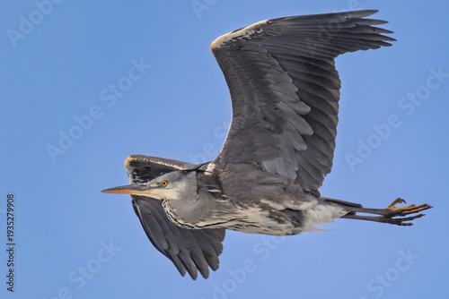 Graureiher im Flug