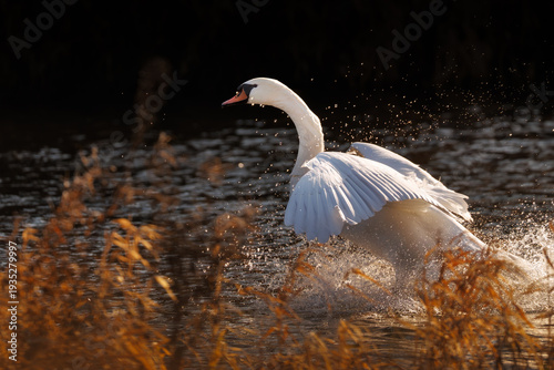 Schwan