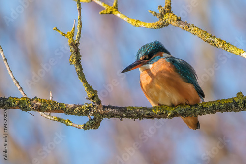 Eisvogel